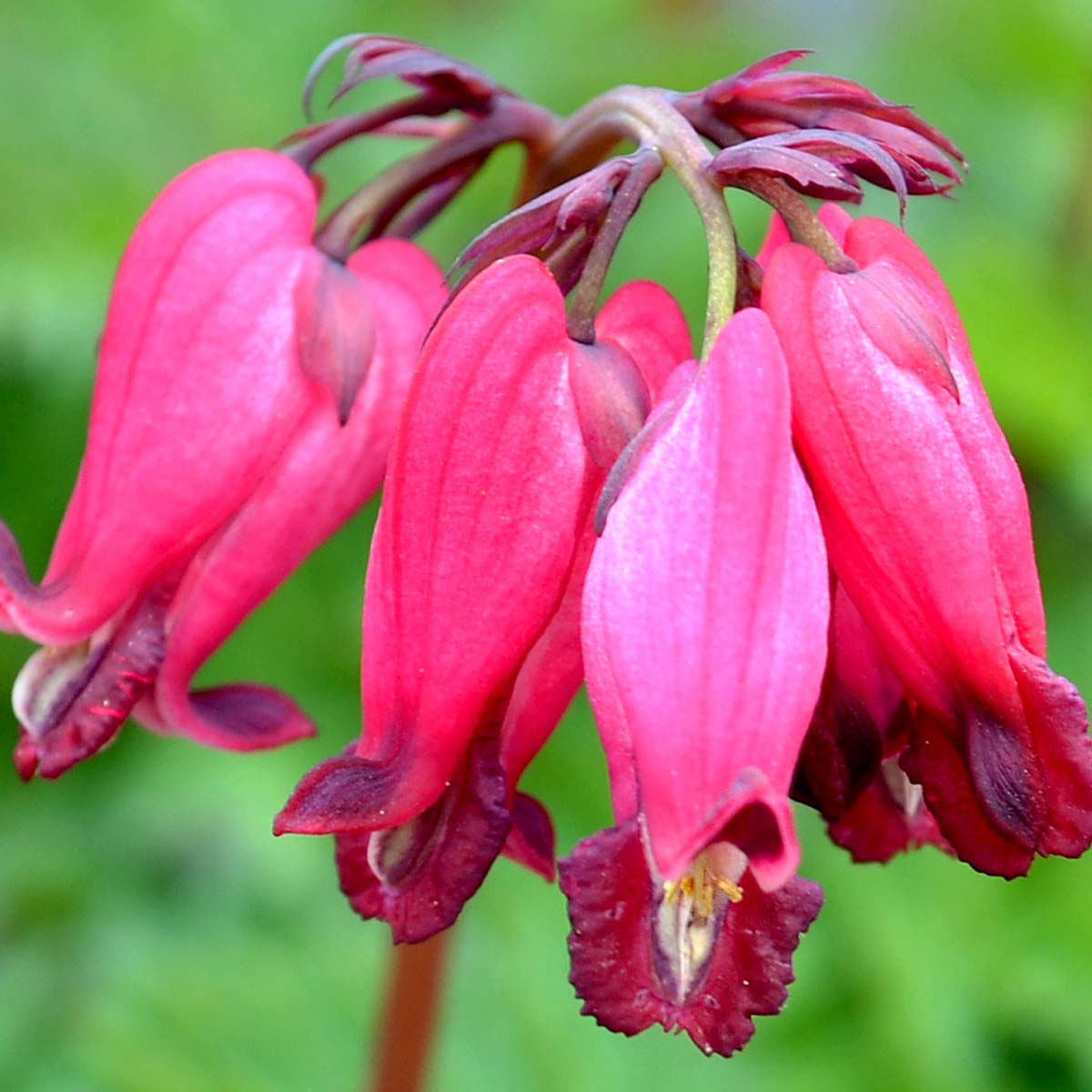 Gros plan sur les fleurs en forme de cœur complexes de la variété 'Amore Rose' Bleeding Heart.