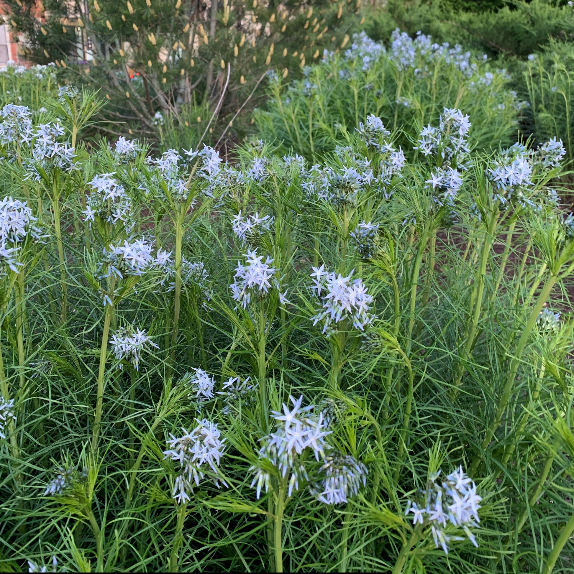 Threadleaf bluestar has pale blue star like flowers at the tips of its stems.