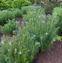 Threadleaf bluestar is a perennial with fine textured foliage and blue flowers in mid spring. 