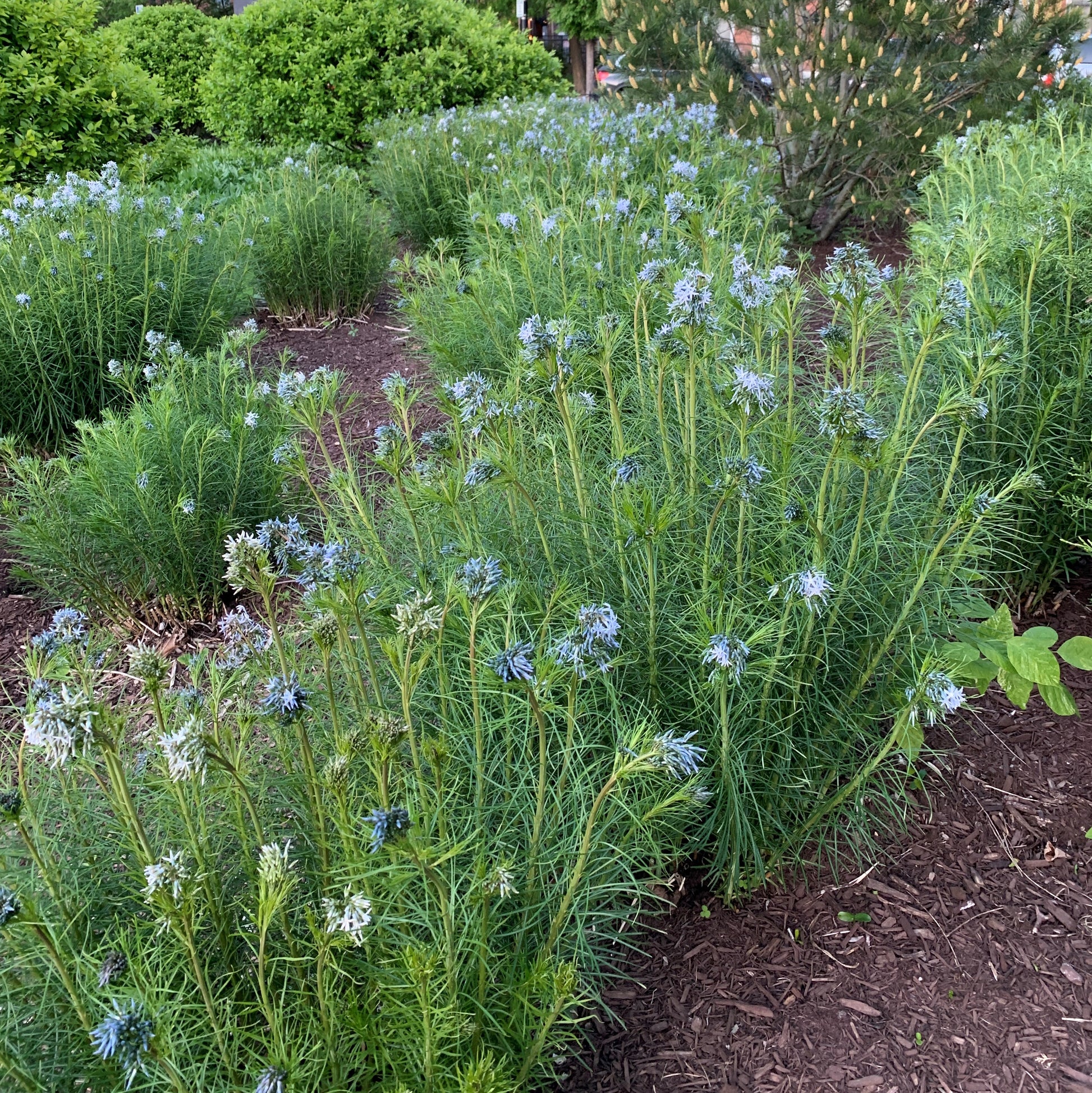 Threadleaf bluestar is a perennial with fine textured foliage and blue flowers in mid spring. 