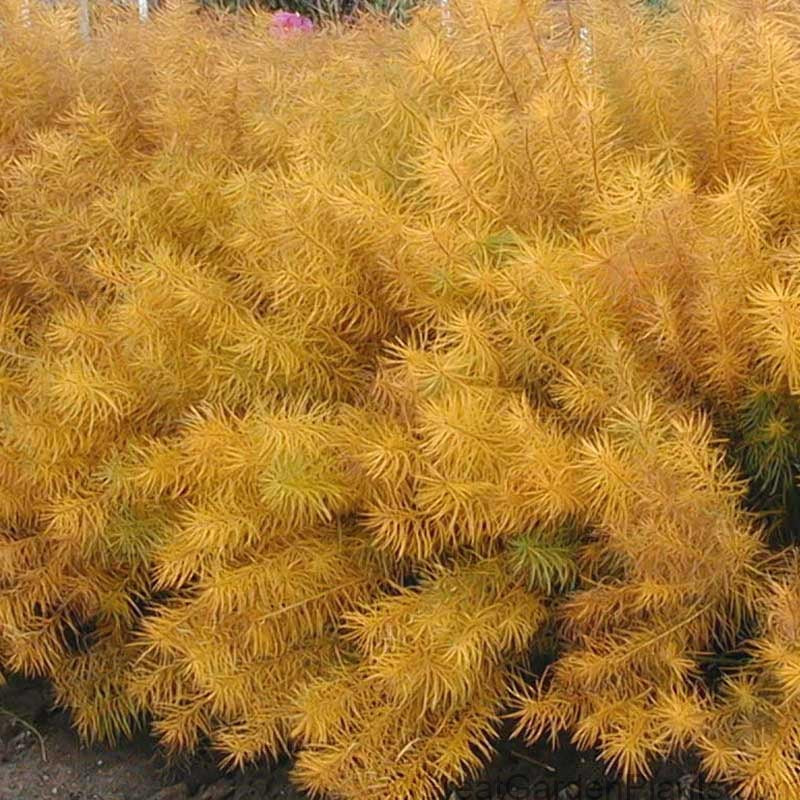 Threadleaf Bluestar is easy to care for and can be put into containers