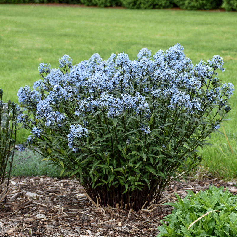 Storm Cloud Bluestar with delicate starry blue flowers in a garden. 