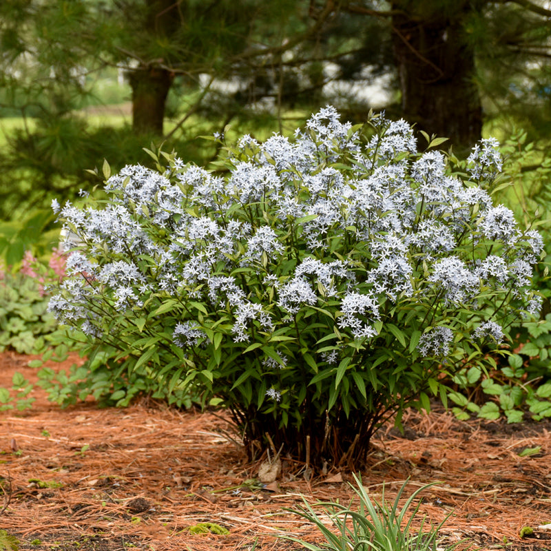 Storm Cloud Bluestar with near black stems topped with starry blue flowers. 