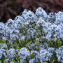Storm Cloud Bluestar with starry blue flowers atop near-black stems. 