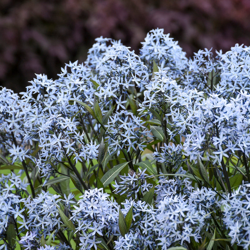 Storm Cloud Bluestar with starry blue flowers atop near-black stems. 