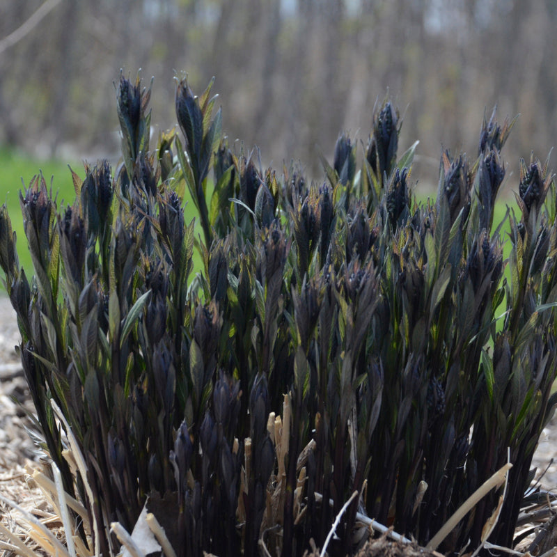Storm Cloud Bluestar with showy purple black stems
