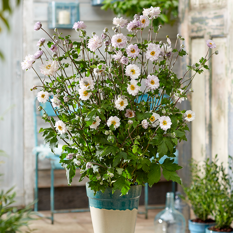 Frilly Knickers™ Japanese Anemone is great in a container.