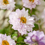Frilly Knickers™ Japanese Anemone has double white flowers with hint of soft purple hues.