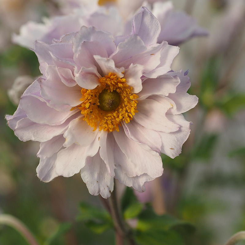 Frilly Knickers™ Japanese Anemone has white flowers with a hint of soft purple hues.