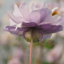 Frilly Knickers™ Japanese Anemone has soft purple hues.