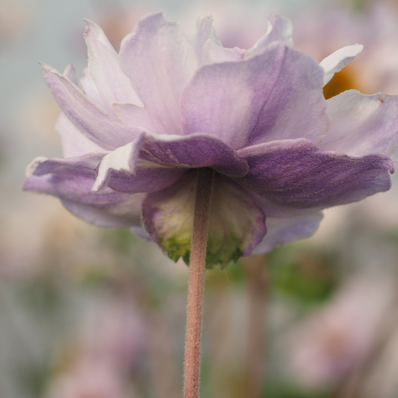 Frilly Knickers™ Japanese Anemone has soft purple hues.