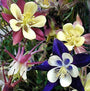 Biedermeier mix columbines include a fabulous range of colors for this popular spring perennial.