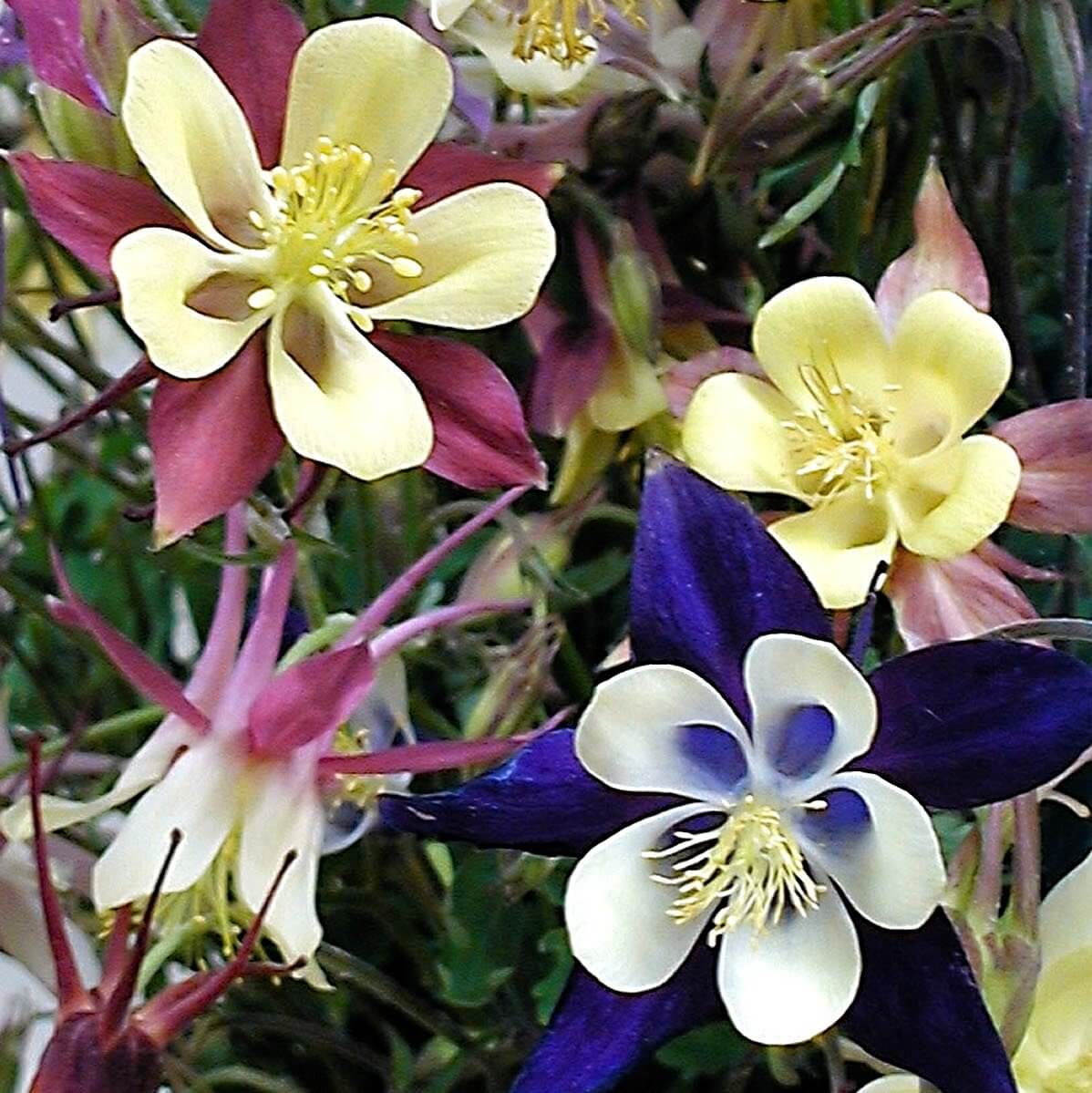 Biedermeier mix columbines include a fabulous range of colors for this popular spring perennial.