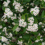 Low Scape Hedger® Aronia has white spring flowers and fantastic fall color. 