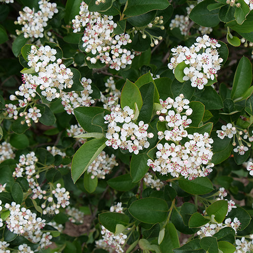 Low Scape Hedger® Aronia has white spring flowers and fantastic fall color. 