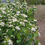 Low Scape Hedger® Aronia has hundreds of white spring flowers. 