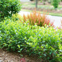 Low Scape Hedger® Aronia perfect low-maintenance hedge plant. 