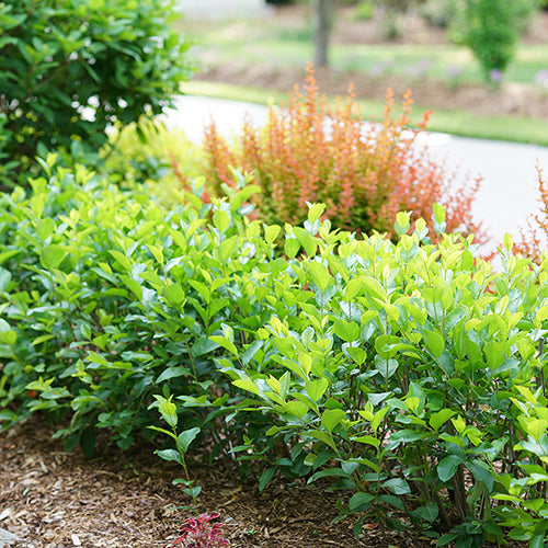 Low Scape Hedger® Aronia perfect low-maintenance hedge plant. 