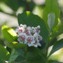 Low Scape Hedger® Aronia has white spring flowers and fantastic fall color. 