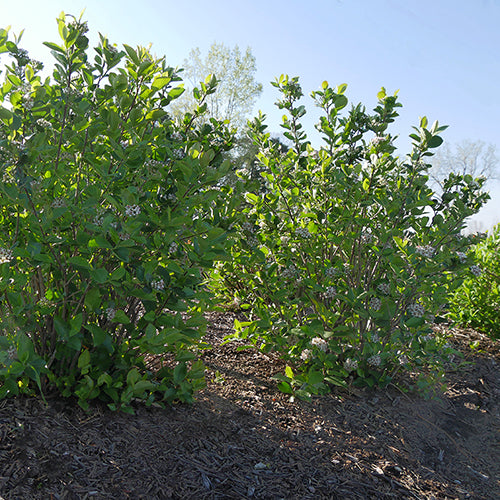 Low Scape Hedger® Aronia  is versatile and extremely durable.