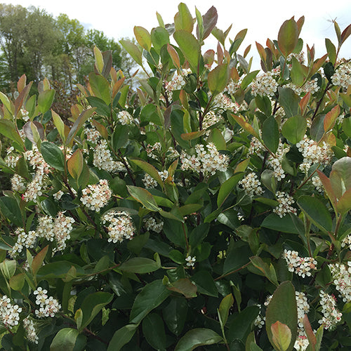 Low Scape Hedger® Aronia makes a handsome hedge.
