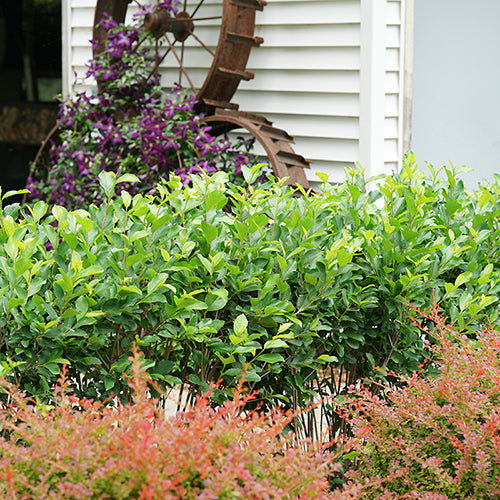 Low Scape Hedger® Aronia has hundreds of white spring flowers. 