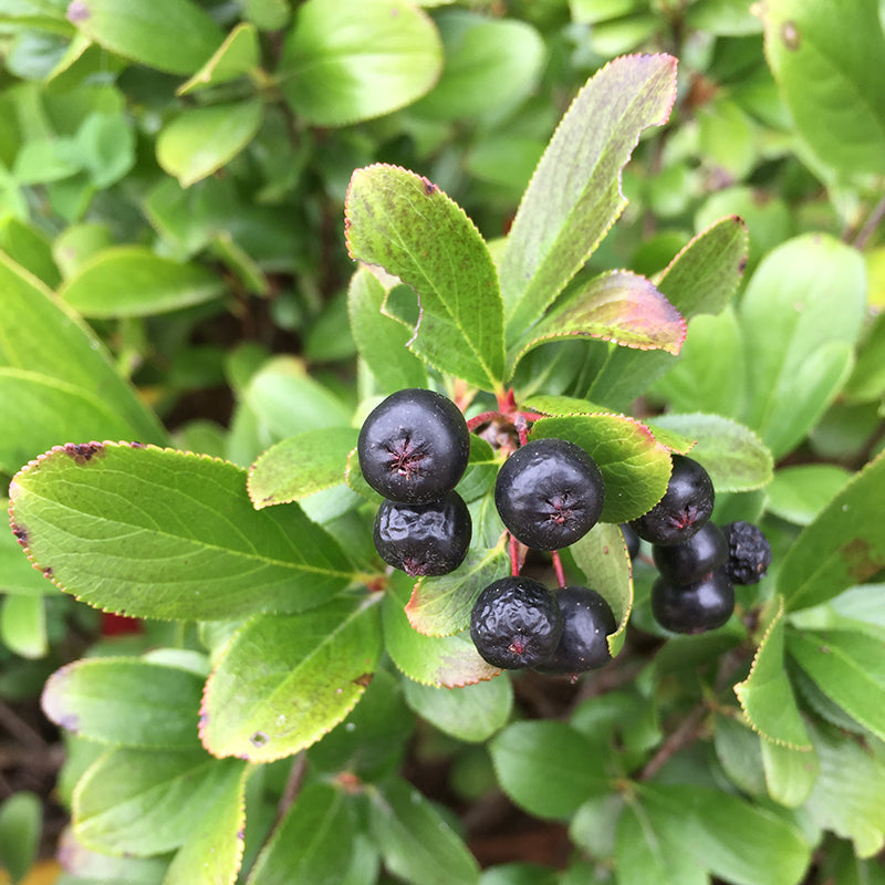 Low Scape Mound Aronia has berries in late summer to fall.
