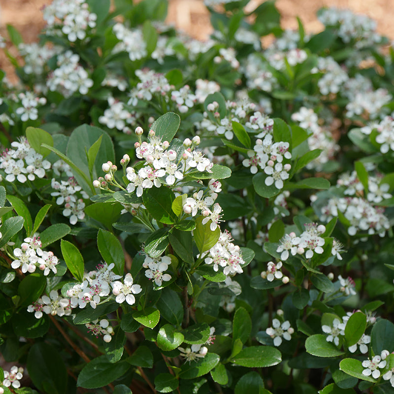 Low Scape Mound Aronia has white and pink flowers covering shrub in spring.