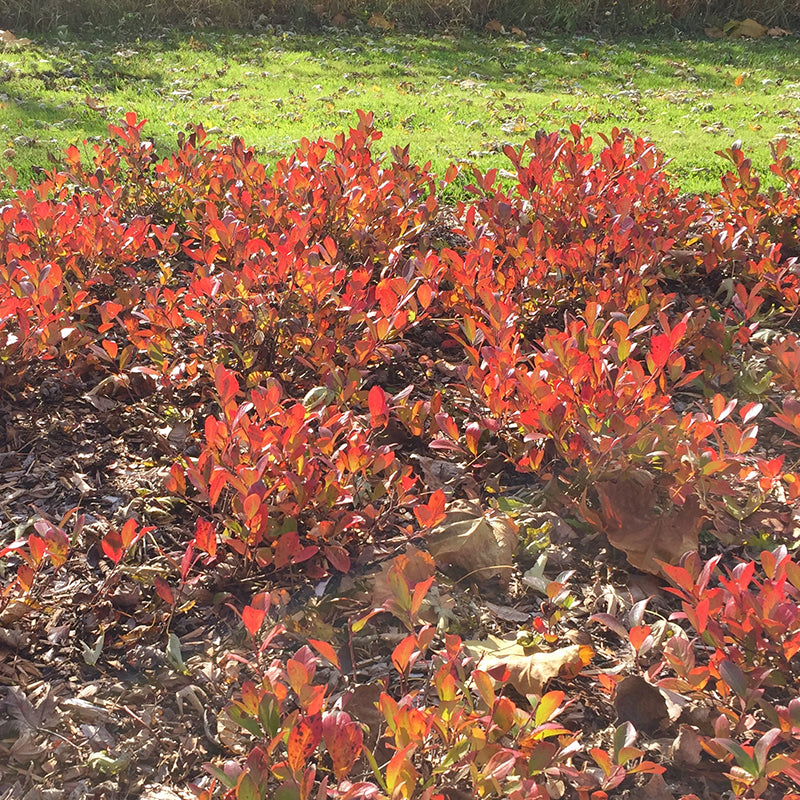 Stunning red fall foliage of the Low Scape Mound Aronia.