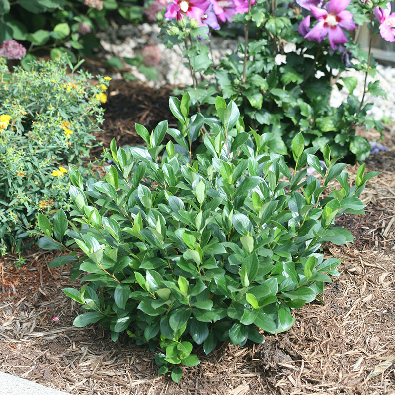 Low Scape Mound Aronia has small tight habit perfect for any garden.