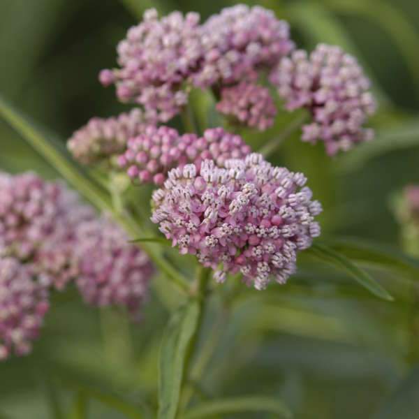 Great Garden Plants Cinderella Swamp Milkweed - Thumbnail 5