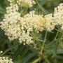 Ice Ballet Swamp Milkweed with clusters of bright white flowers. 