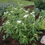 Ice Ballet Swamp Milkweed with clusters of white flowers in a garden. 