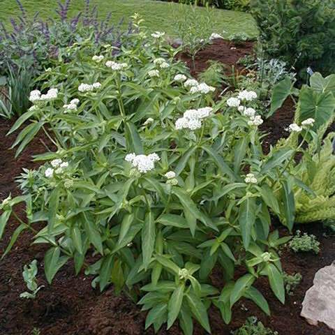 Ice Ballet Swamp Milkweed with clusters of white flowers in a garden. 