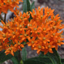 Orange Milkweed has vibrant orange flowers that attracts pollinators. 