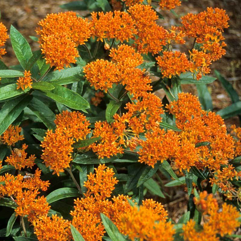 Orange Milkweed is easy to grow native plant. 