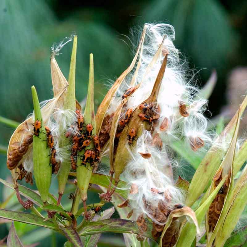 Orange Milkweed flowers give away seed pods.