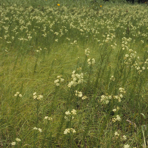 Whorled Milkweed is perfect for meadow gardens.