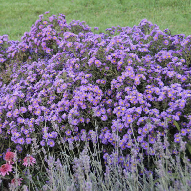 Kickin Lilac Blue New England Aster with blue and violet blooms. 