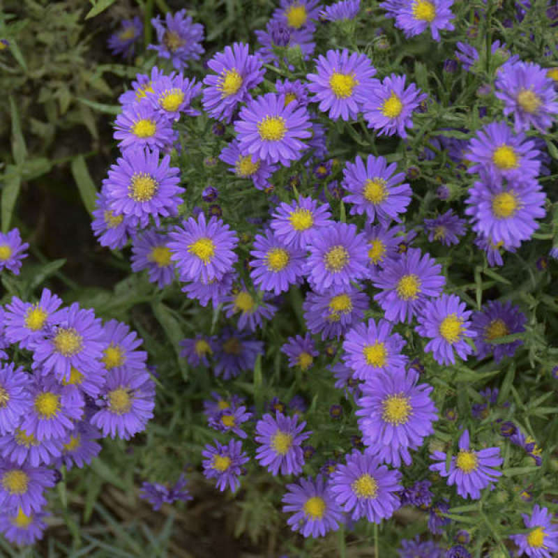 Aster Kickin Lilac Blue's lilac blue flowers with a yellow center. 