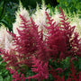 Red Astilbe with rich red blooms. 