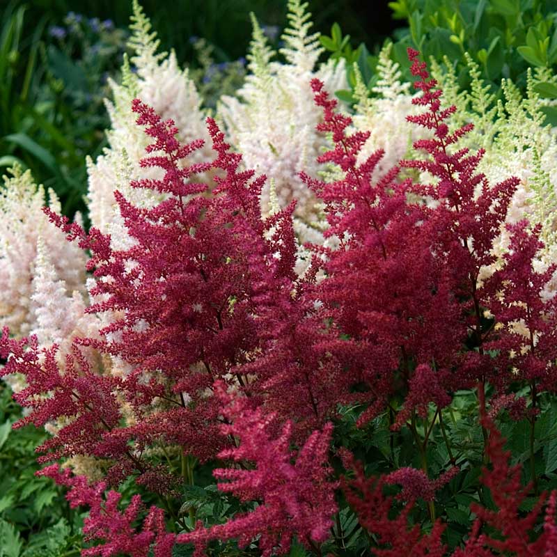Red Astilbe with rich red blooms. 