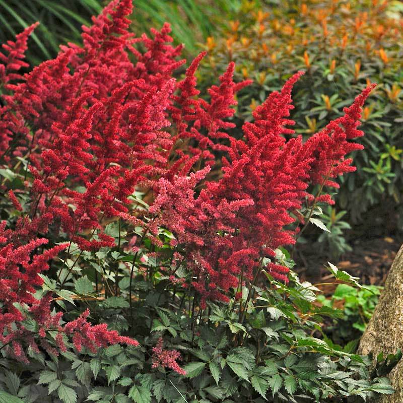 Astilbe Red is one of the most elegant flowering shade plants