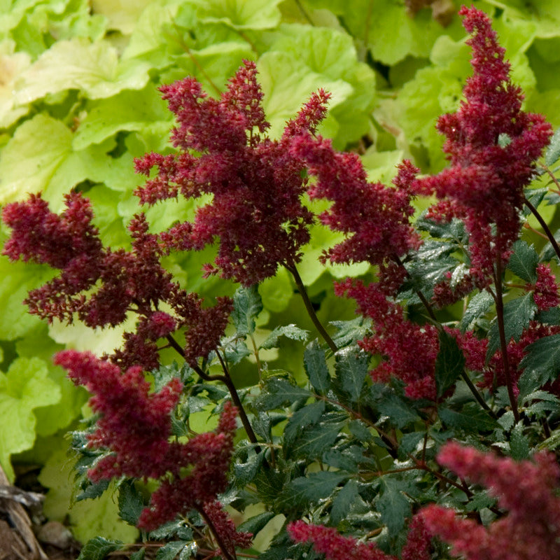 Red Astilbe grow best in partial shade in moist soil