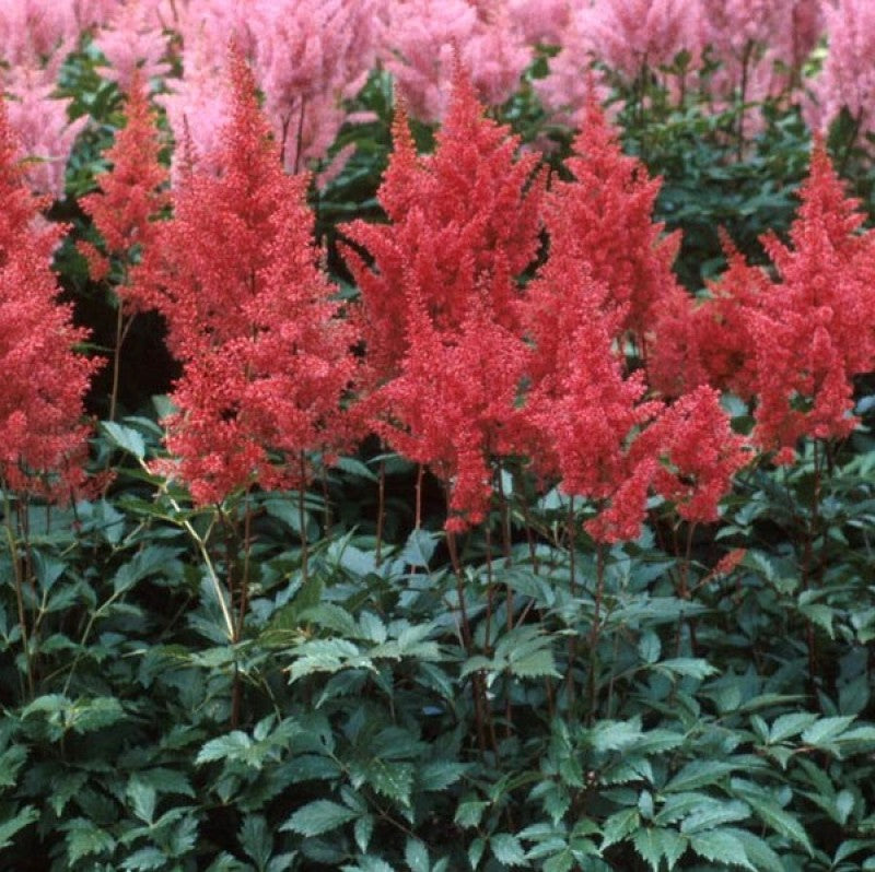 Astilbe Red makes a wonderful cut flower and can be dried for winter floral bouquets