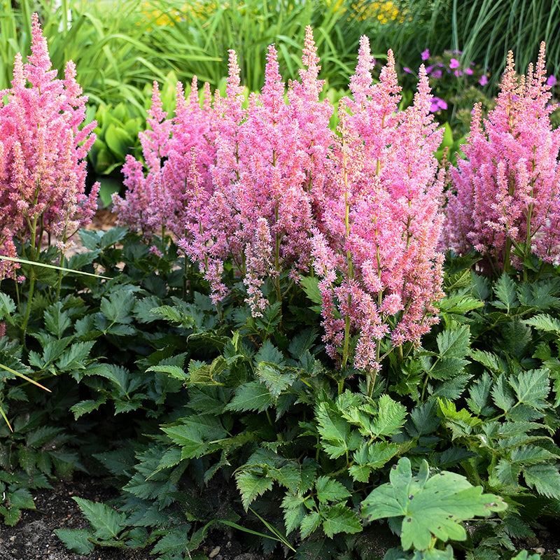 Little Vision in Pink Astilbe with big, pink, fluffy flower plumes. 