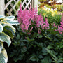 Little Vision in Pink Astilbe with pink flower plumes and fern-like foliage in a garden. 