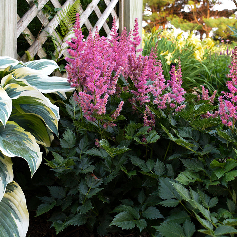 Little Vision in Pink Astilbe with pink flower plumes and fern-like foliage in a garden. 
