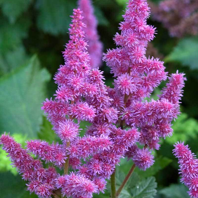 Close-up of Visions Astilbe's vibrant raspberry-colored flower plumes. 