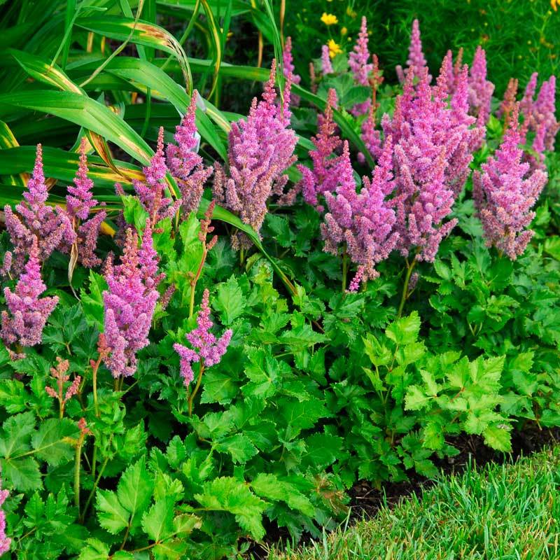 Astilbe Visions with vibrant magenta-pink flower spikes floating over fern-like foliage. 